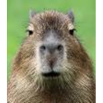 capybara woopity woop