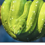 Python Girls