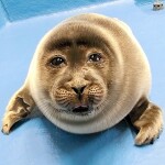 NIKO PUZZLE CHALLENGE