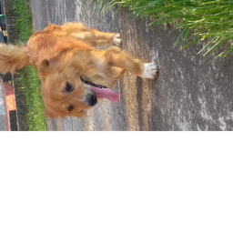 Dogs woof