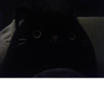 Cats team yes