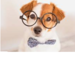PUPPYS SMART