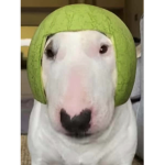 The water melon group