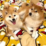 Doge Master Meme Clan