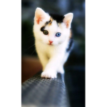 Cats o-o