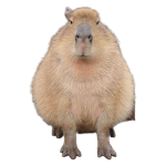 Capybara Mint