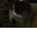 Puppy doggy time