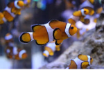 ClownFish Bois