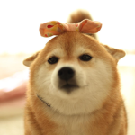 Puppers Are The Best