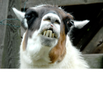 Lama_fans_lama