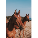 _*Horse Valley Academy*_