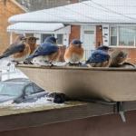 Svalbird Hybird community