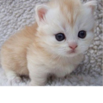 TheCuteCats