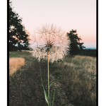 ~Dainty Dandelions~