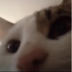 .mmeow
