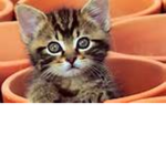 Magical_Kittens
