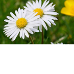 Daisy's daisies!