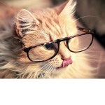 Nerdy cat squad