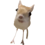 GOOFY Meme Club ahh
