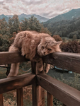 <3 the cutest animals group <3