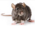 rat disgorge