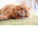 . - [ Cats Group ] - .