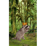Raccoon United!!!!