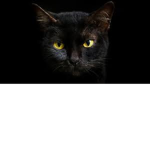 #Darkness For Life