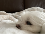 puppies by and