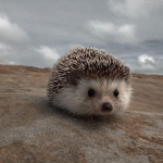 Kora's hedgehogs !