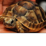 Join group of you like turtles