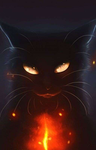Nirat Black Cat