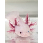 ~+axolotl hut+~