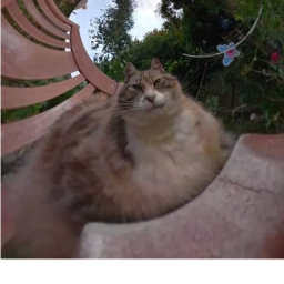 the catmix that crossed the road