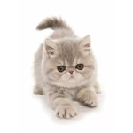 Kittyp.ays