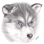 The Husky Squad #DOPE