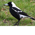 baby magpie