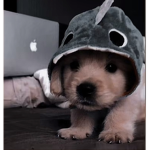 Super cute doggie squad