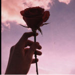 Team gold rose