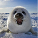 baby seal bob