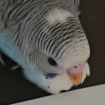 #Budgie Squad