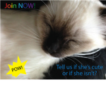 the crazy cat club