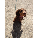 Dachshund l o v e r