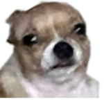 papi the rat dog