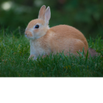 bunny gang game creators