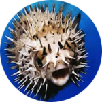 Found a Pufferfish