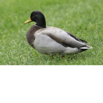Ducks only ducks