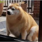 ShibaGamess