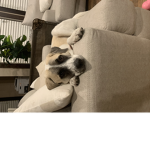 The Chubby chubby dog
