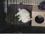 Juju’s Bunny and puppy club!
